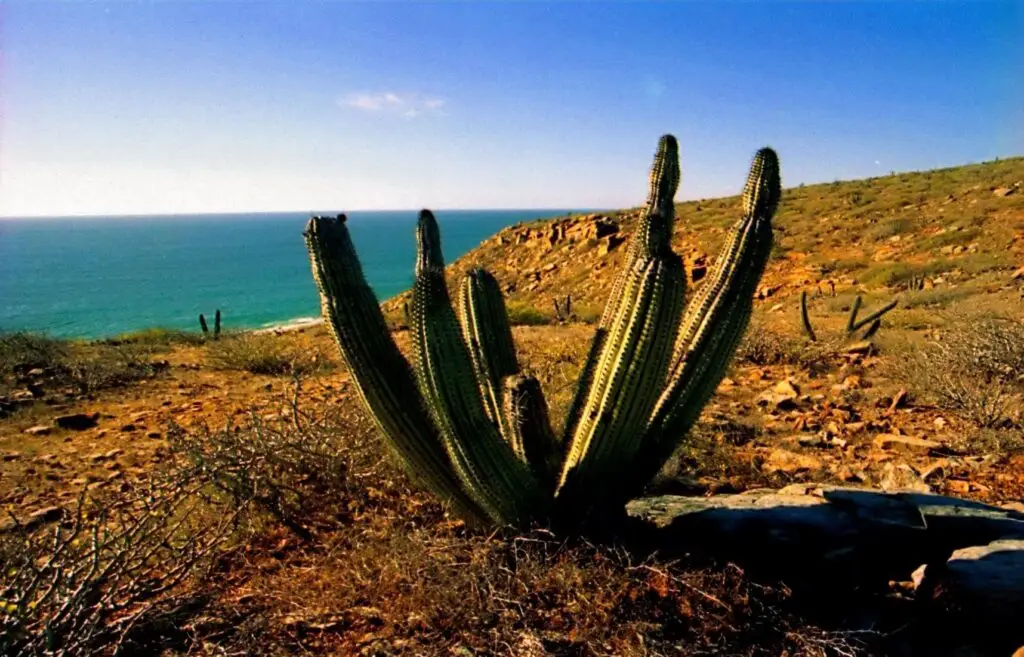 Flora de Todos Santos BCS