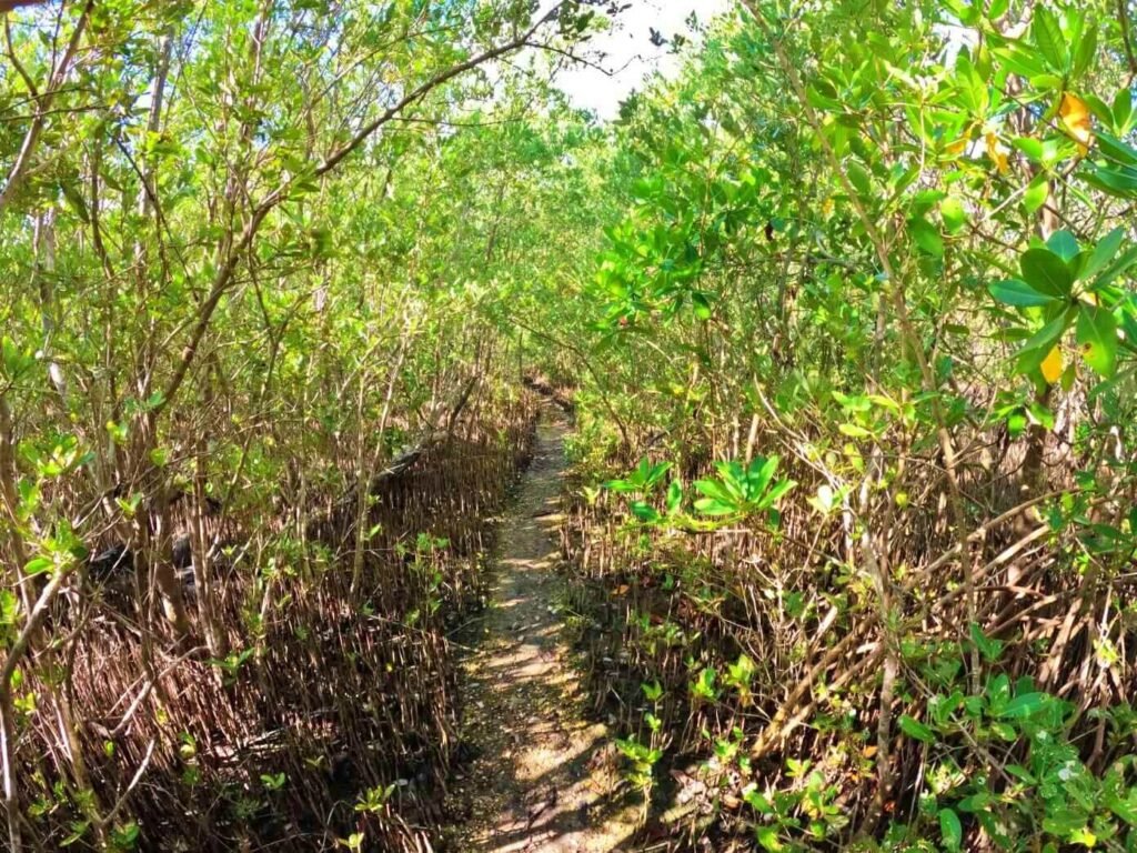 Camino de manglar cerrado que conduce hacia las ruinas históricas de Boca Iglesia.