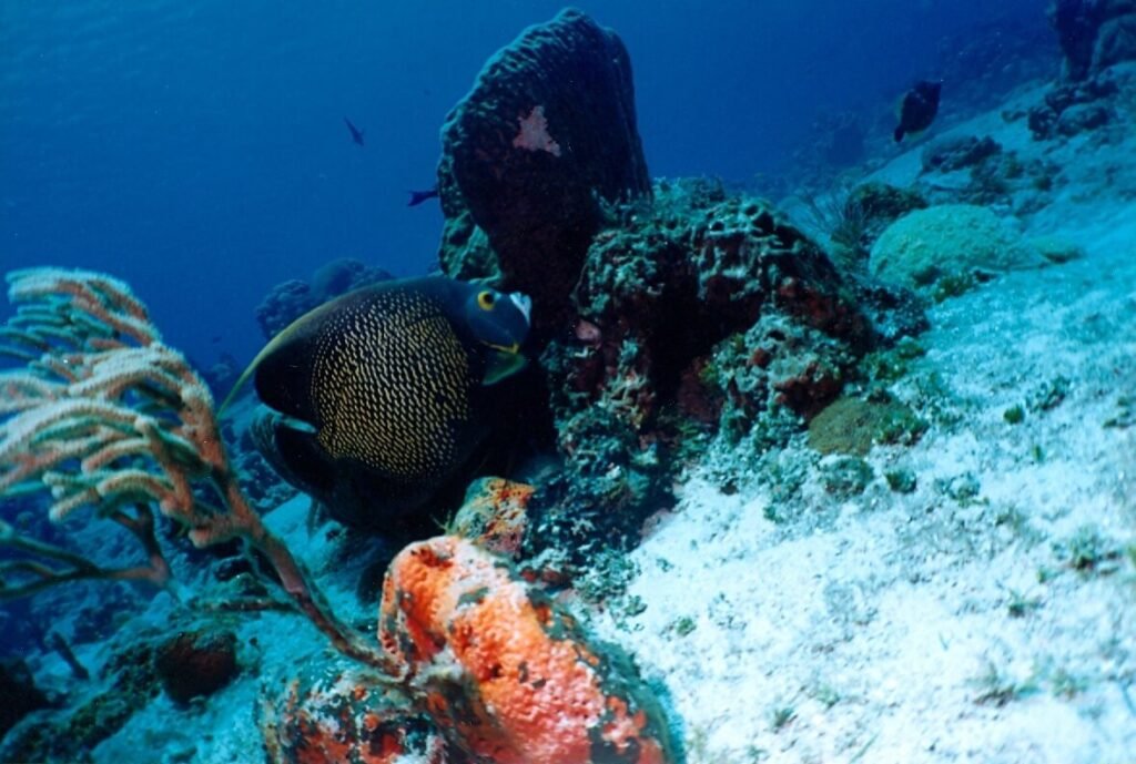 Peces resguardándose entre corales y esponjas del arrecife Chankanaab, mostrando la complejidad estructural del ecosistema marino.