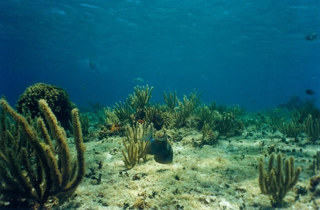 Paisaje submarino del arrecife Chankanaab en Cozumel, con fondo arenoso, formaciones coralinas bajas y peces nadando en aguas azules poco profundas.