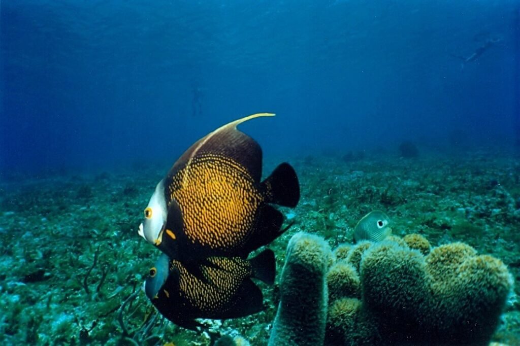 Pareja de peces ángel nadando juntos sobre el arrecife de Chankanaab, rodeados de corales y esponjas marinas en el fondo del Caribe.