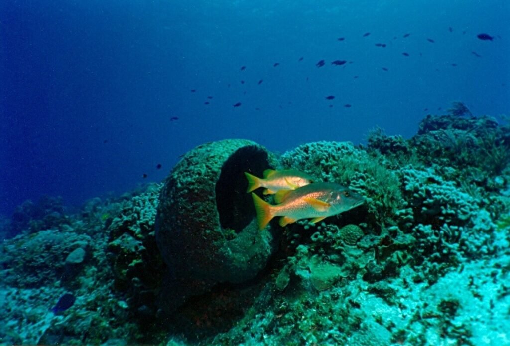 Grupo de peces nadando cerca de una gran esponja marina en el arrecife Chankanaab, con el azul profundo del océano como fondo.