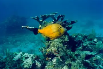 Pez ballesta amarillo nadando junto a coral ramificado en el arrecife Chitales, Cancún.