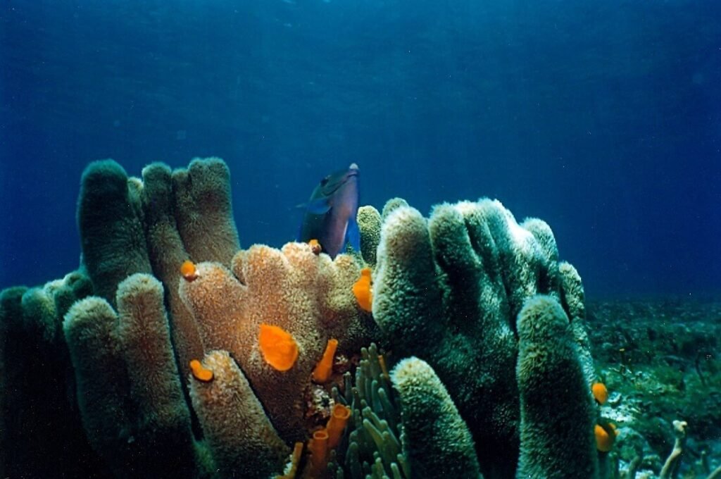 Formación de esponjas marinas y corales en el arrecife Dzul Ha, con peces refugiándose entre las estructuras, Cozumel.