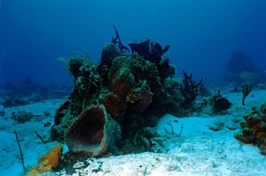 Detalle de esponjas y coral sobre el lecho marino del arrecife Dzul Ha, mostrando la biodiversidad bentónica de Cozumel.