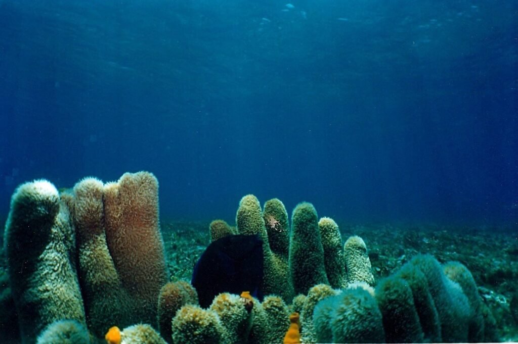 Vista abierta del arrecife Dzul Ha con esponjas tubulares y fondo arenoso en aguas claras del Caribe mexicano.