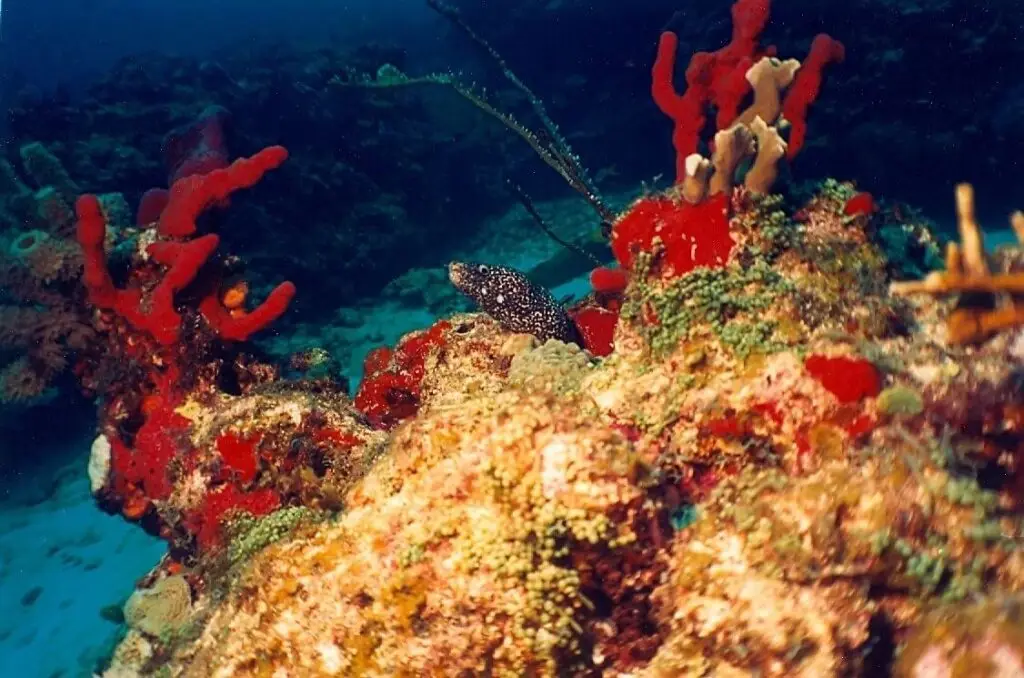 Morena asomándose entre esponjas rojas y coral en el arrecife Grampín.