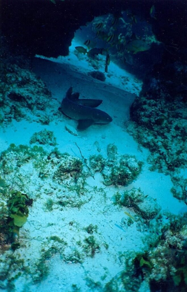 Tiburón nodriza descansando bajo una cueva del arrecife en Grampín, Cancún.