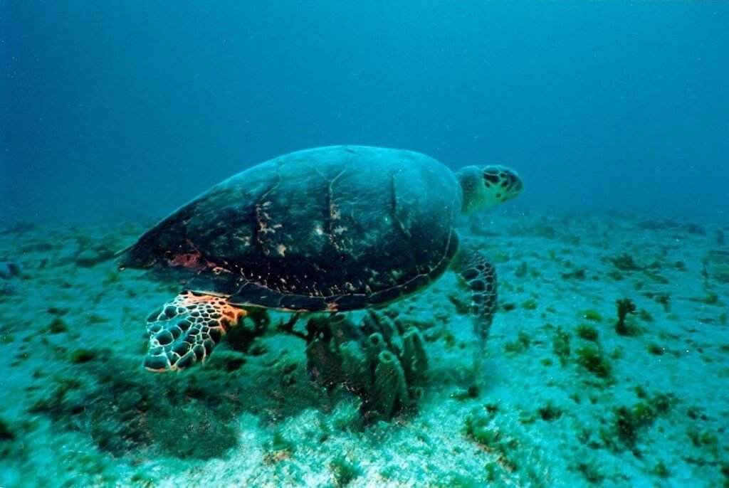 Tortuga marina nadando sobre el fondo arenoso del arrecife Grampín.