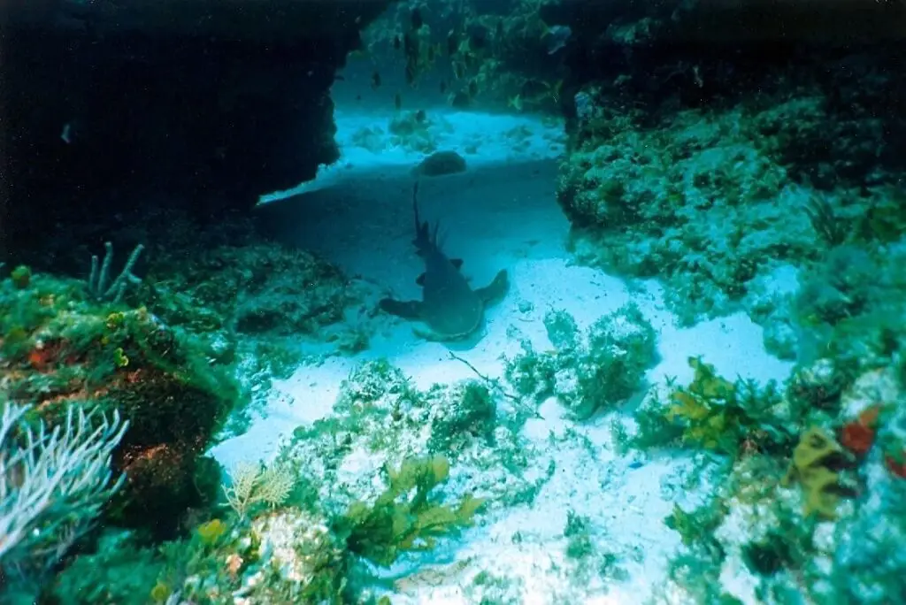 Tiburón nodriza descansando bajo una cueva del arrecife en Grampín, Cancún.