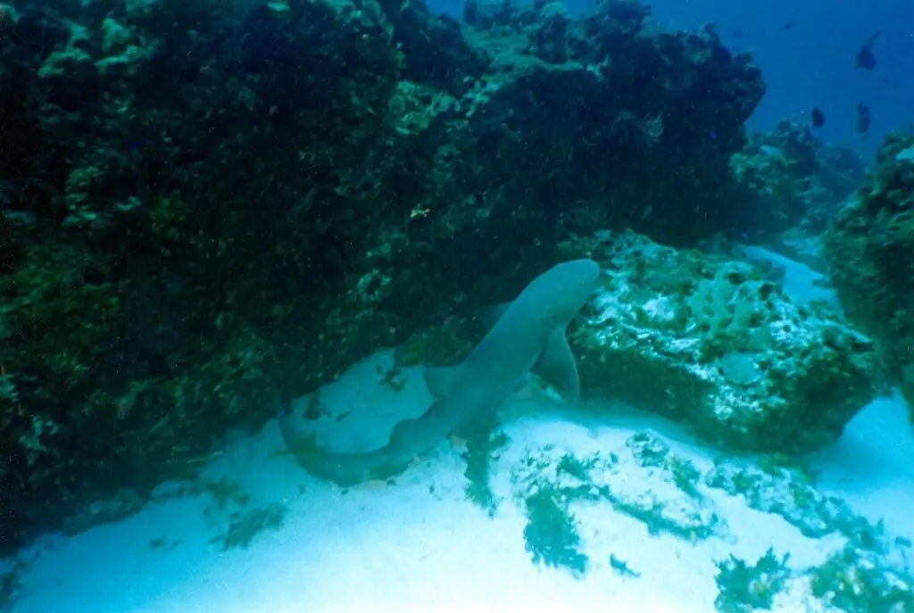 Tiburón nodriza moviéndose entre rocas y arena en un canal del arrecife Grampín.