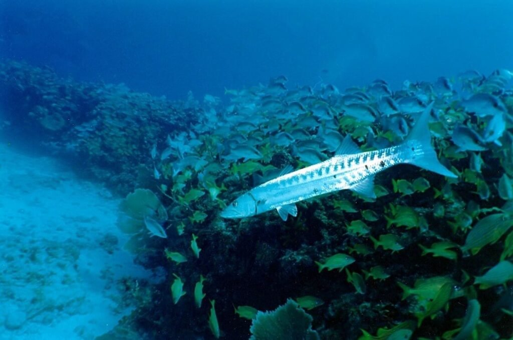 Barracuda plateada nadando frente a un denso cardumen sobre el arrecife La Bandera, Isla Mujeres.
