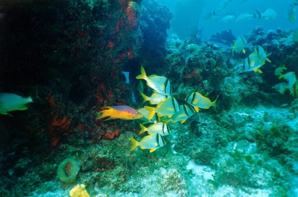 Cardumen de peces tropicales amarillos y plateados nadando entre formaciones coralinas del arrecife La Bandera
