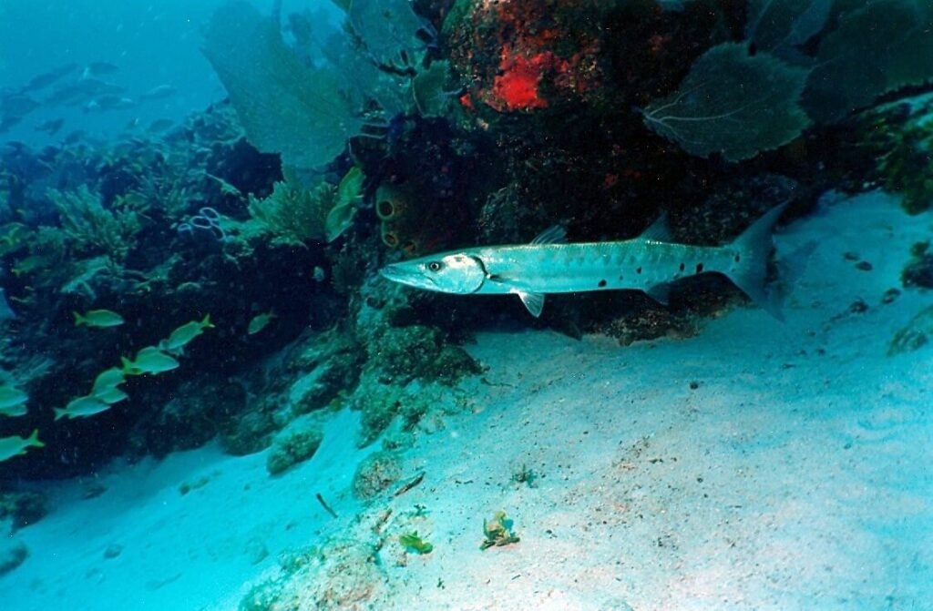Barracuda solitaria desplazándose lentamente junto al fondo arenoso y corales del arrecife La Bandera.