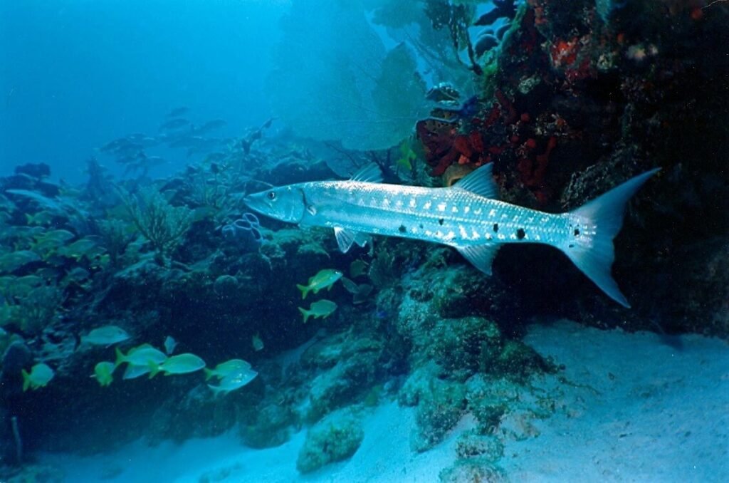 Barracuda adulta cruzando un pasaje coralino con peces tropicales y esponjas marinas en el arrecife La Bandera.