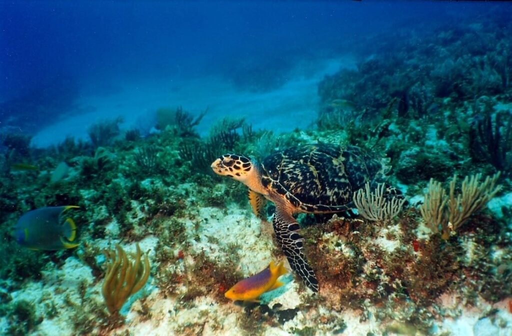 Tortuga carey desplazándose sobre el fondo coralino del arrecife Manchones.