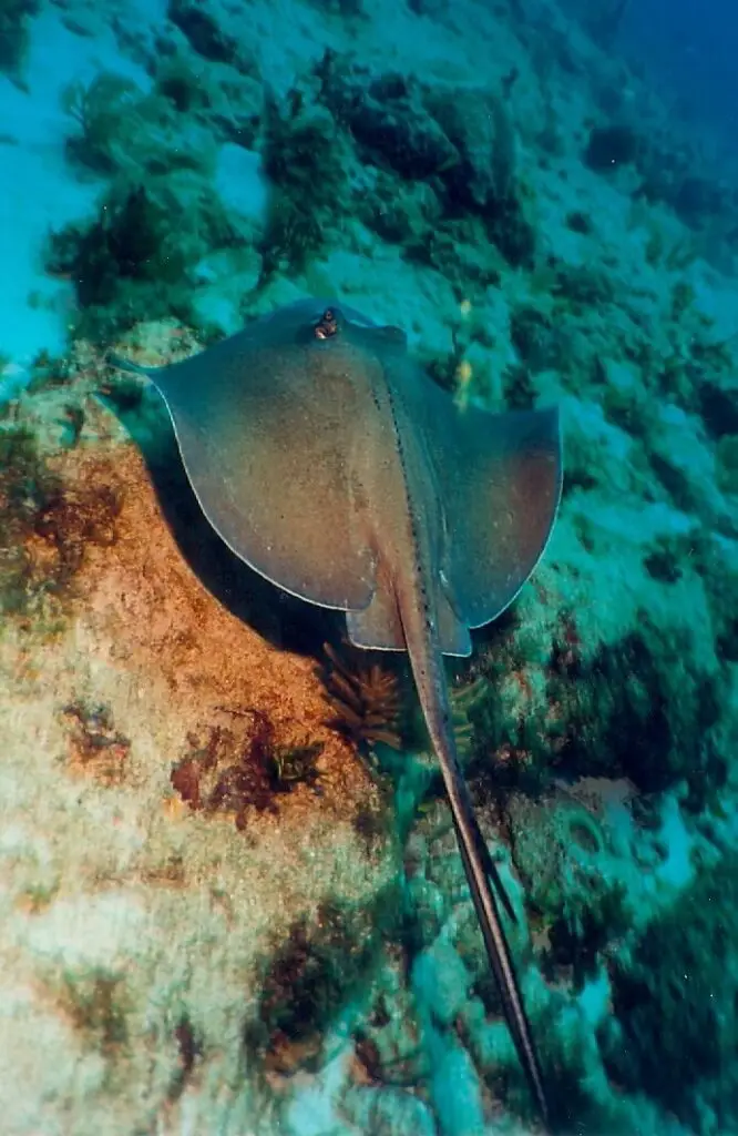 Raya deslizándose sobre una pendiente rocosa del arrecife Manchones, Caribe mexicano.
