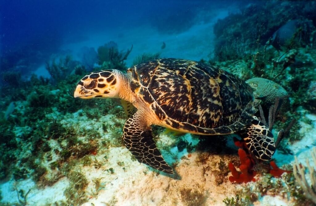 Tortuga carey en primer plano sobre corales y esponjas marinas del arrecife Manchones.