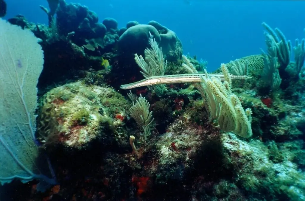 Pez trompeta camuflado entre corales blandos y esponjas del arrecife Manchones.