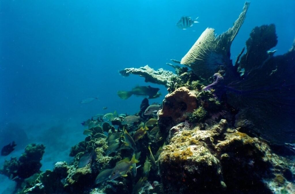 Cardumen de peces tropicales rodeando formaciones coralinas en el arrecife Manchones, cerca de Isla Mujeres.
