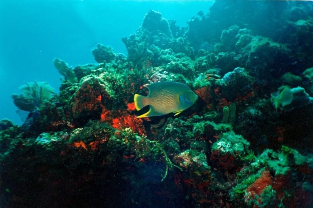 Pez ángel nadando entre corales iluminados por la luz azul del arrecife Manchones.
