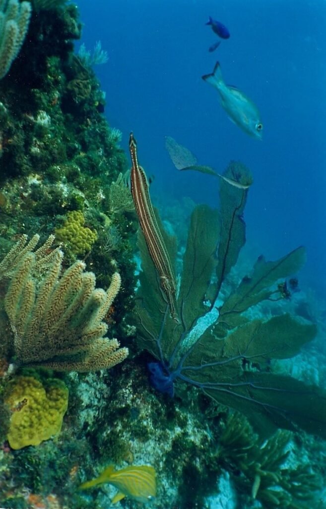 Pez trompeta nadando junto a abanicos de mar y corales en el arrecife Manchones, Caribe mexicano.