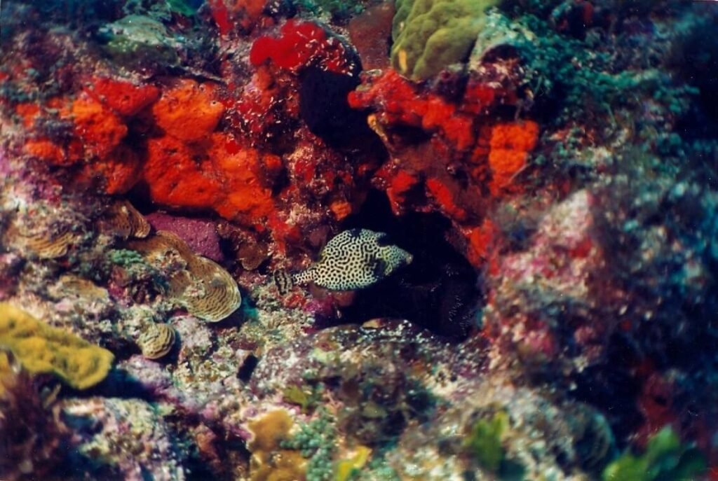 Pez cofre moteado refugiado en una cavidad coralina del arrecife Manchones.