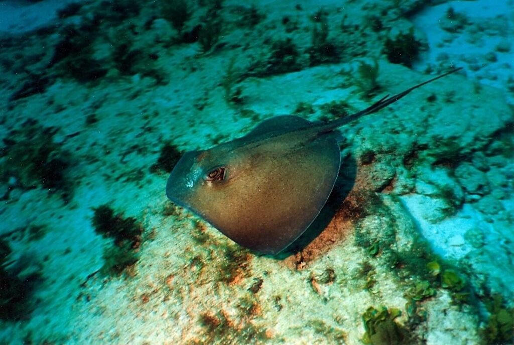 Raya descansando sobre el fondo arenoso del arrecife Manchones.