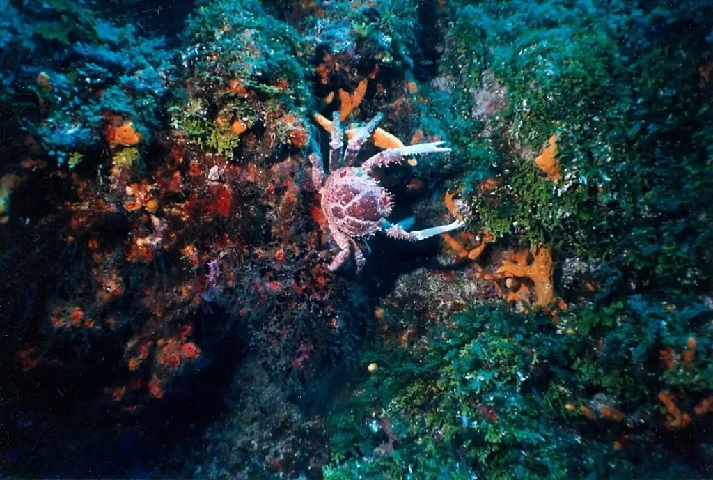 Cangrejo coralino adherido a roca cubierta de esponjas y algas en el arrecife Manchones.