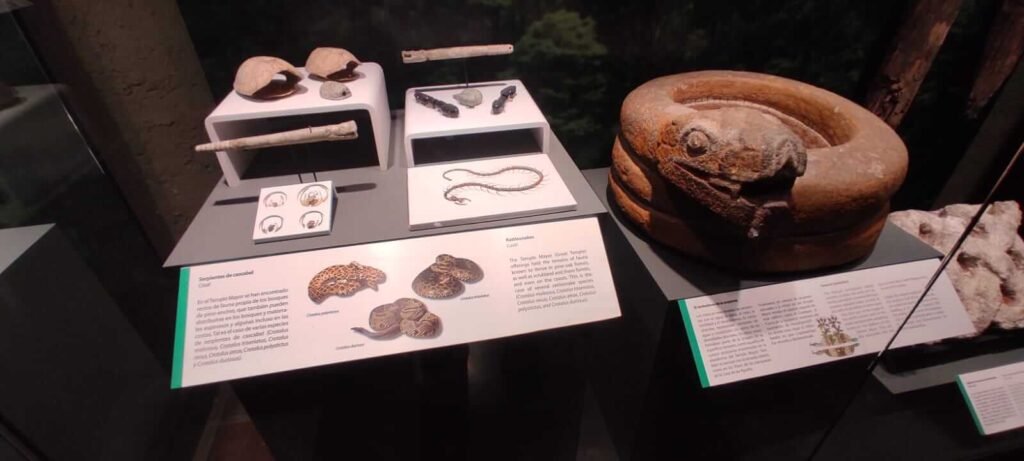 Vitrina con escultura de serpiente tallada y objetos de ofrenda, con paneles informativos en el Museo del Templo Mayor.