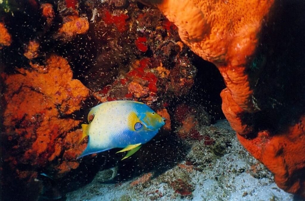 Pez ángel reina de colores azul y amarillo nadando entre corales y esponjas.