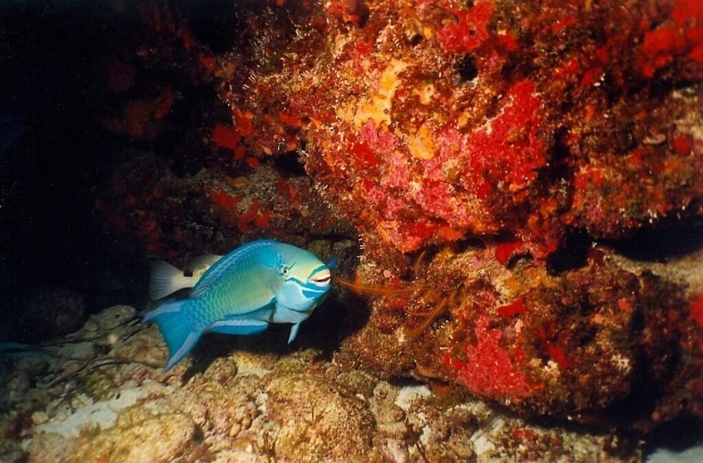 Pez loro azul alimentándose del coral en una zona rocosa del arrecife.