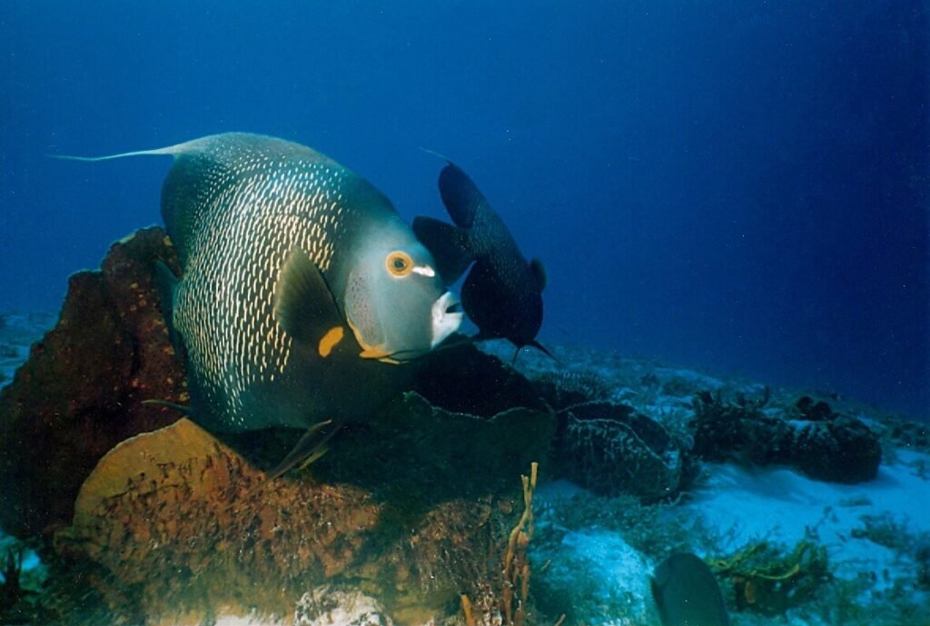 Par de peces ángel franceses nadando junto a esponja en el arrecife Paraíso en Cozumel.