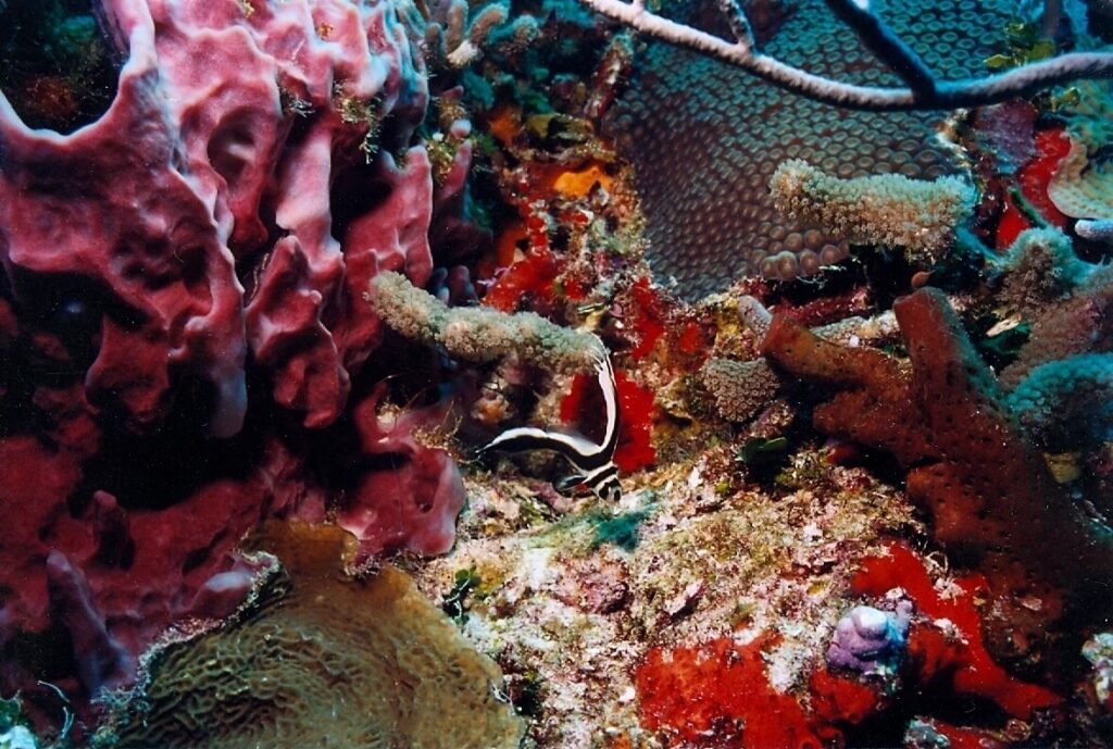 Pez listón oculto entre corales y esponjas del arrecife Paraíso.