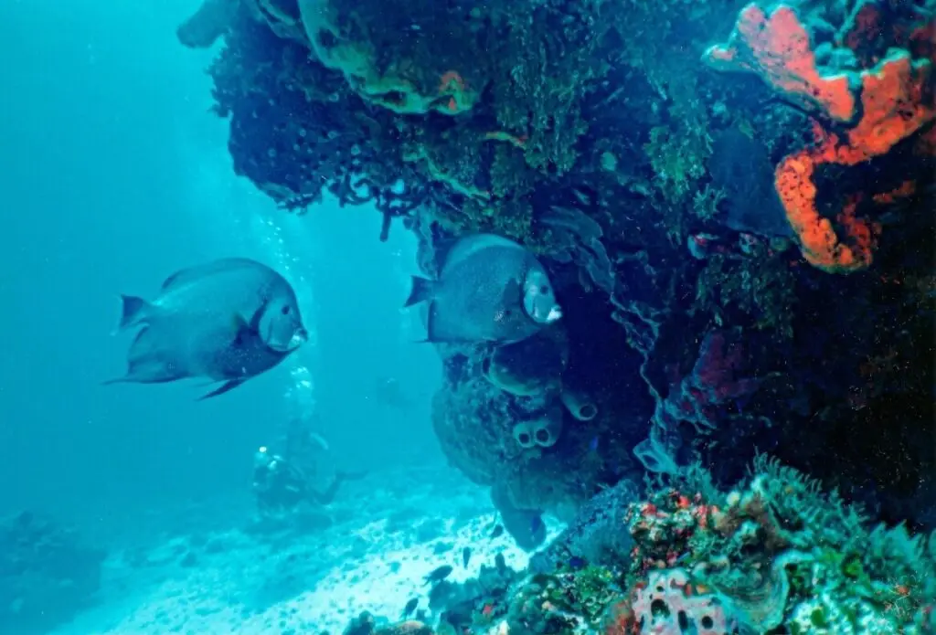 Dos peces ángel grises nadando junto a una pared de coral en el arrecife Paraíso.