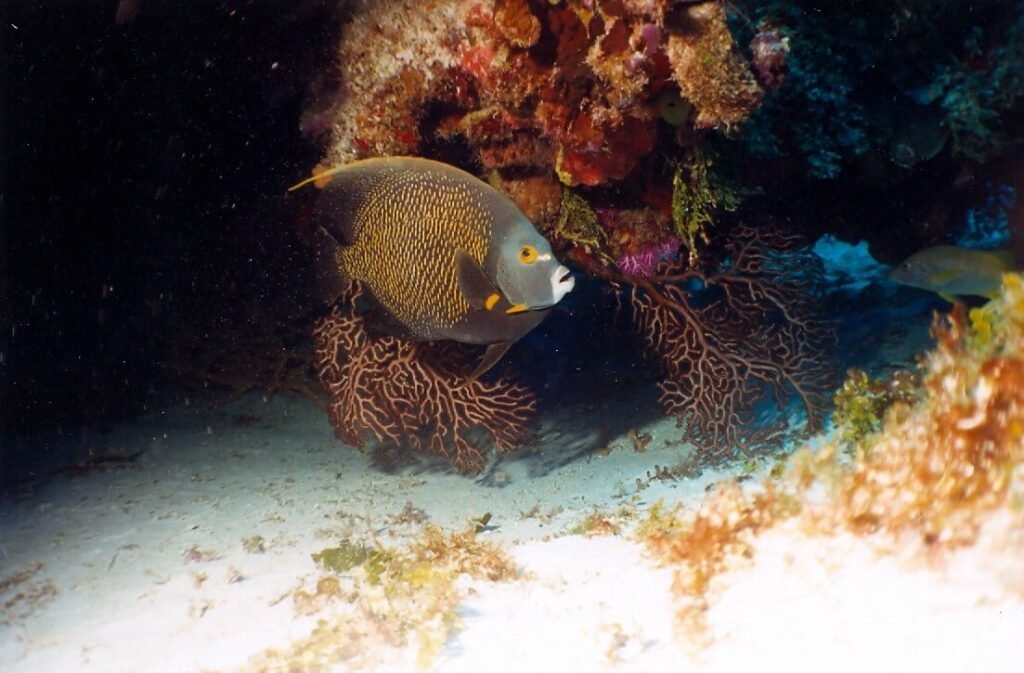 Pez ángel francés nadando junto al arrecife Paso del Cedral en Cozumel.
