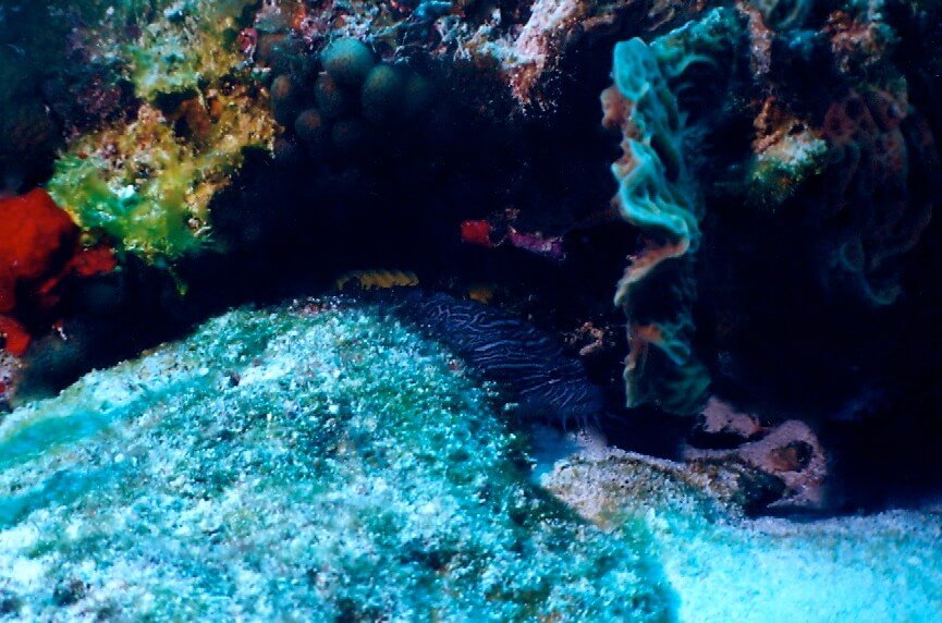 Pez sapo espléndido de Cozumel entre corales y esponjas.