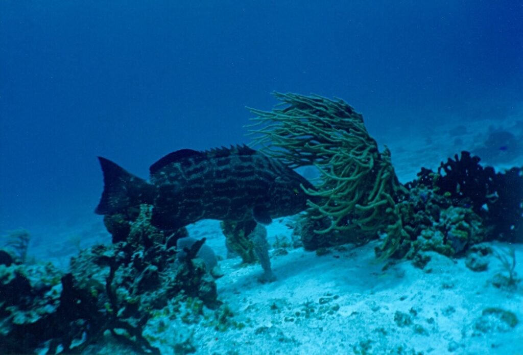 Gran mero desplazándose frente a una formación coralina en el arrecife Paso del Cedral.
