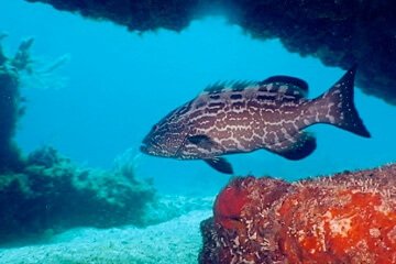 Mero descansando bajo una cornisa coralina en el arrecife Paso del Cedral, rodeado de peces pequeños.