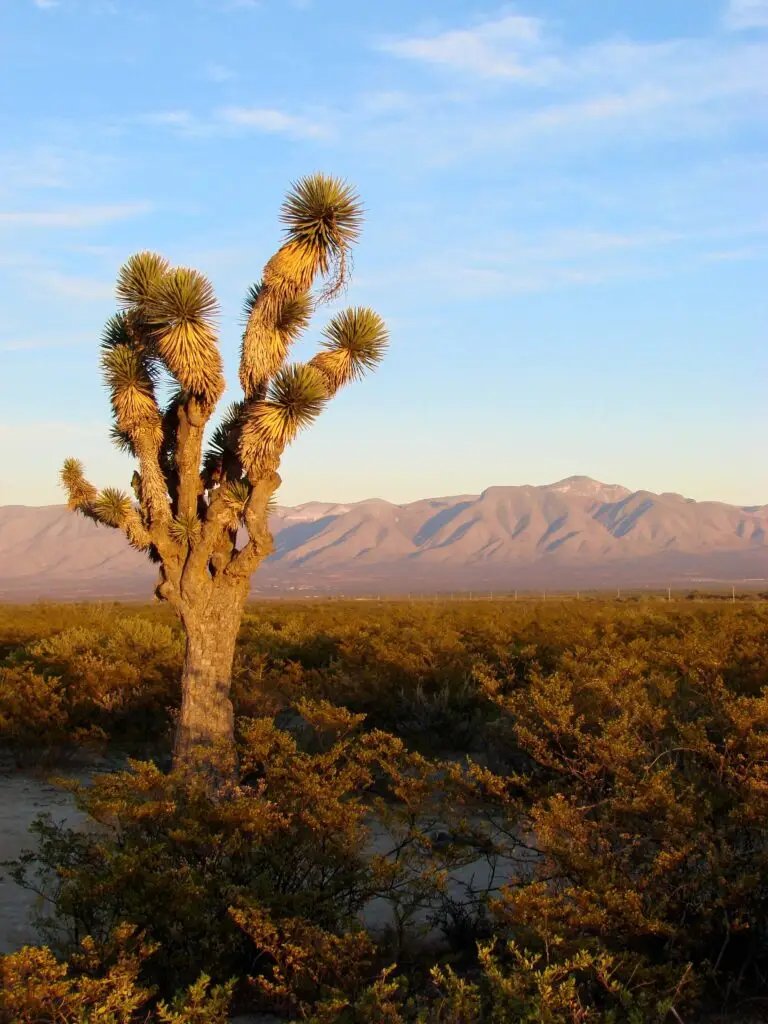 Yucca del desierto en primer plano durante la ruta al Cerro Quemado, San Luis Potosí, con sierras áridas al fondo.