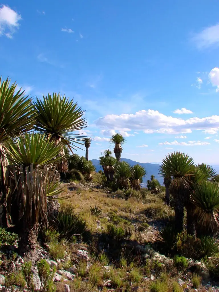 Paisaje semidesértico con yuccas y cielo azul en el camino hacia el Cerro Quemado en San Luis Potosí.