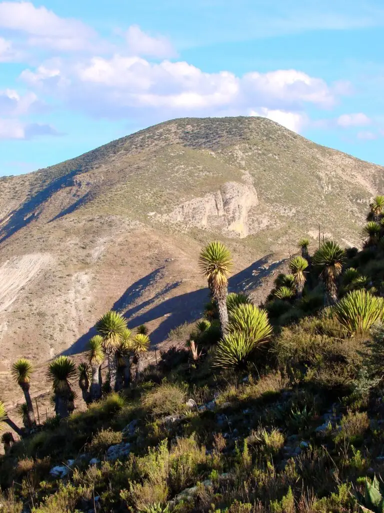 Ladera poblada de yuccas durante el ascenso al Cerro Quemado, con cerros y cañadas al fondo.