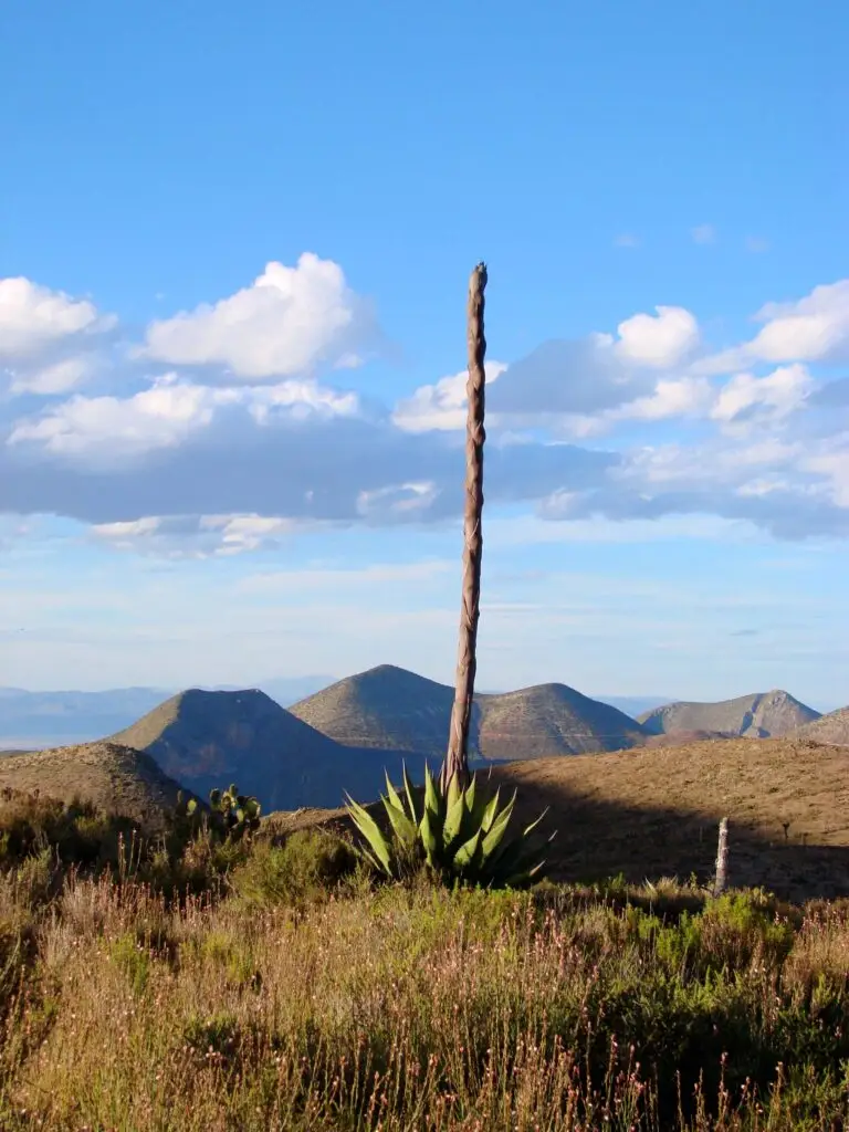 Agave con quiote erguido frente a las montañas del Cerro Quemado, San Luis Potosí.