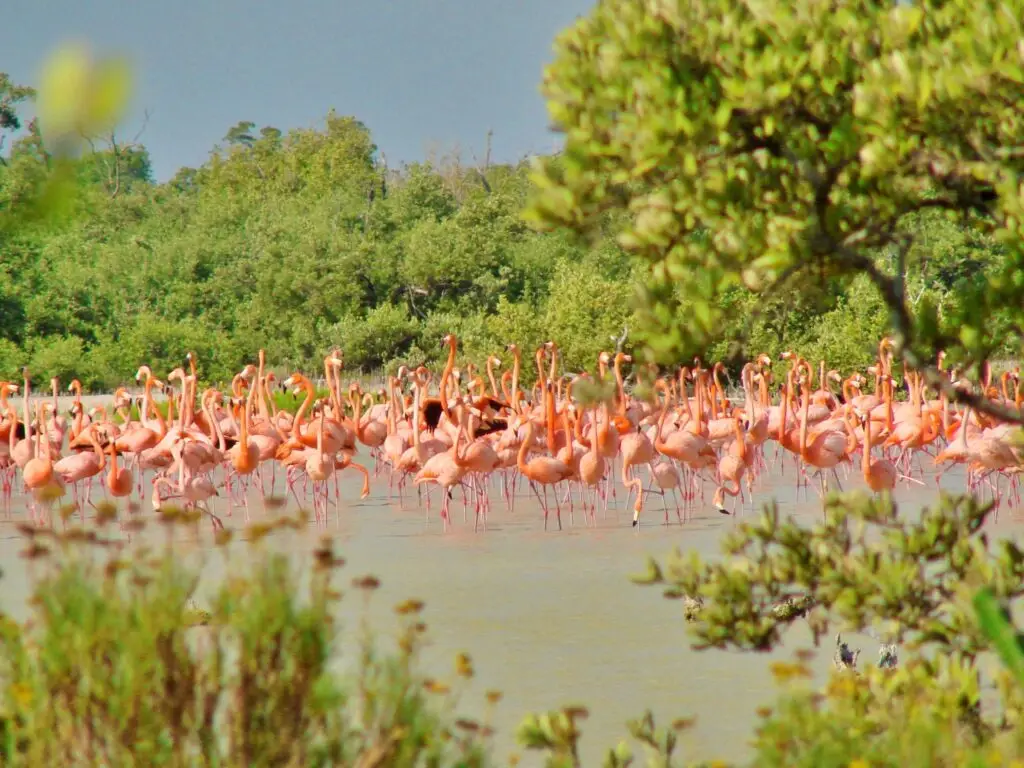 Bandada de flamencos rosados en laguna, con manglar al fondo.