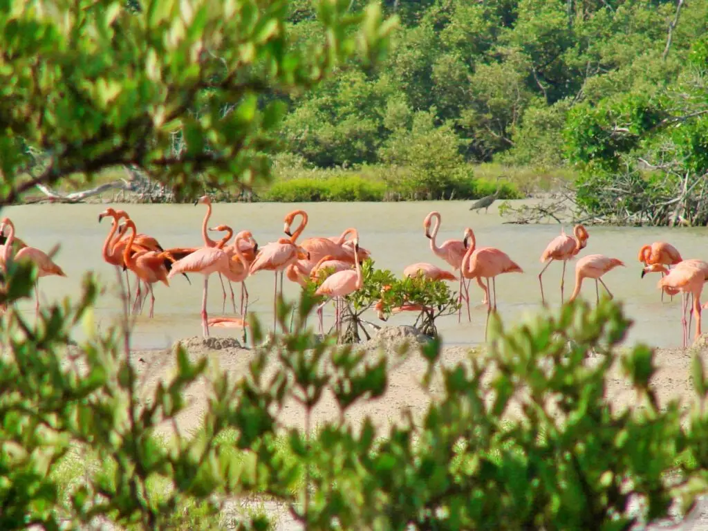 Bandada de flamencos rosados en laguna, con manglar al fondo.