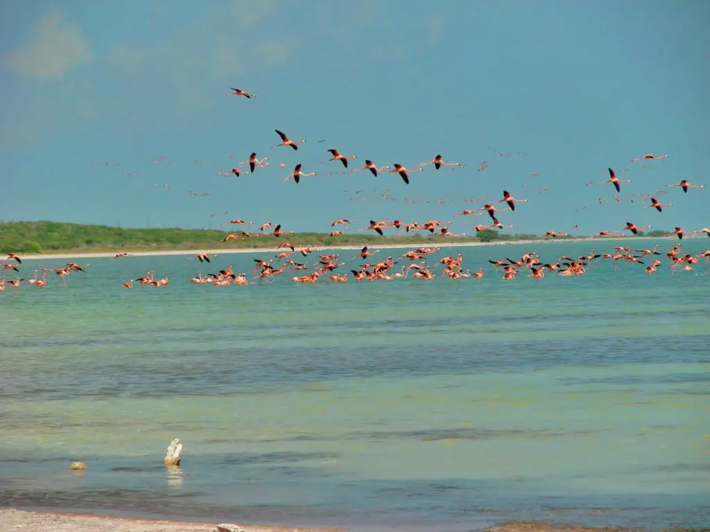 Flamencos en vuelo sobre costa y laguna, cielo azul con nubes.