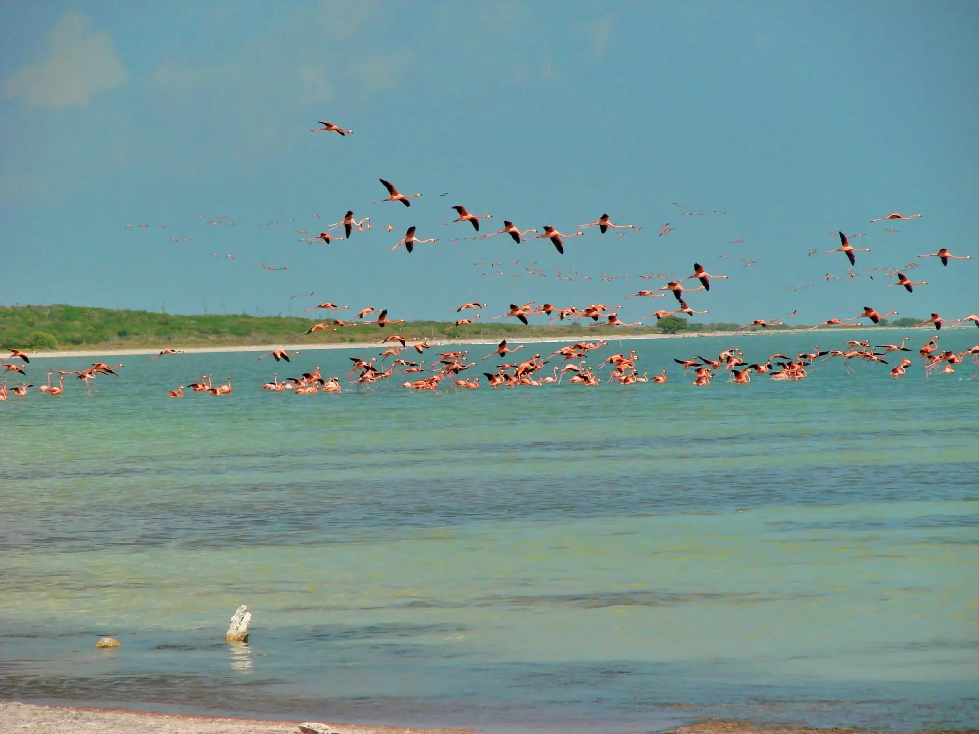Flamencos en vuelo sobre costa y laguna, cielo azul con nubes.
