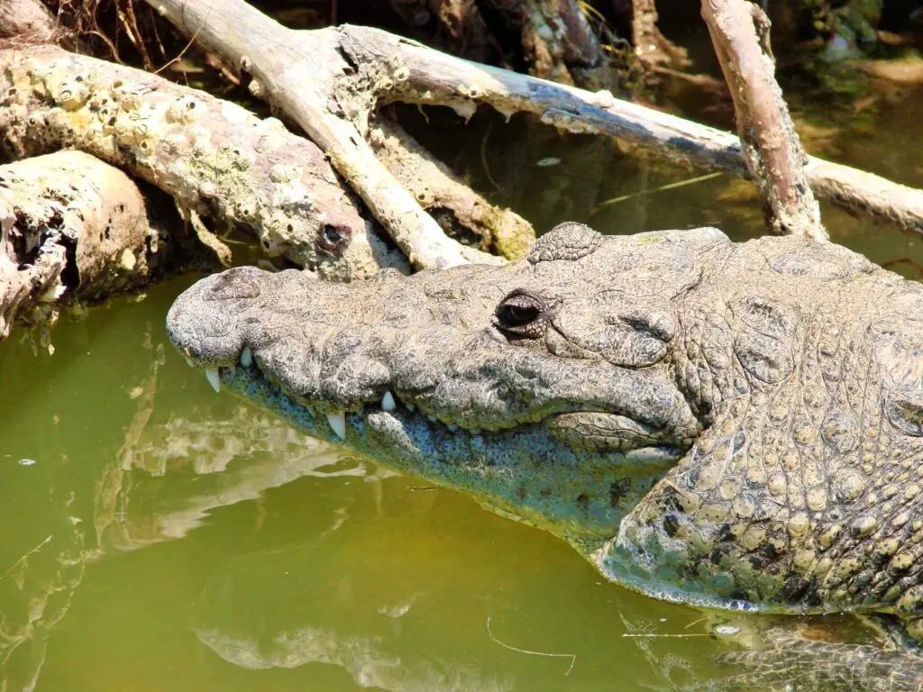 Primer plano de la cabeza de un cocodrilo asomando en el agua.