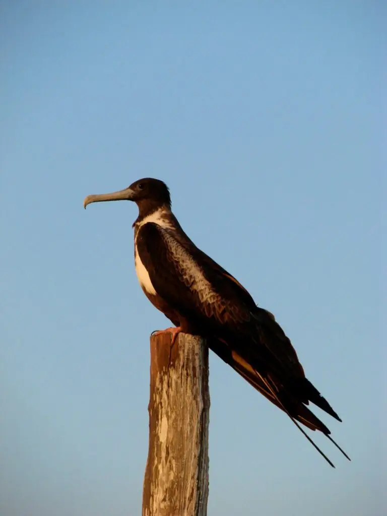 Ave marina posada en un poste de madera contra cielo azul.
