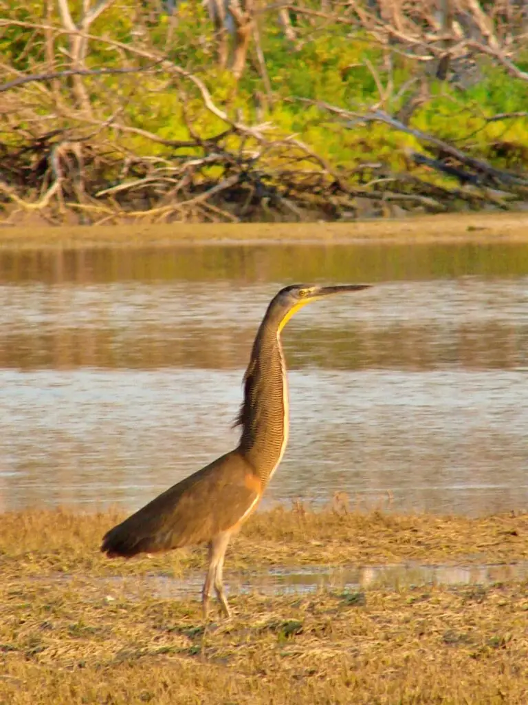 Garza de cuello largo de pie en la orilla, con río y manglar al fondo.